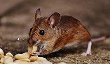 24 Hour & Emergency Exterminators in Alden, MN